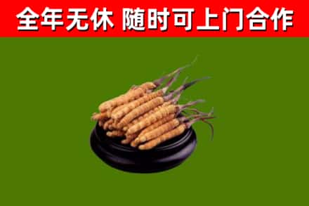 开江回收冬虫夏草